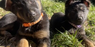Male Puppies