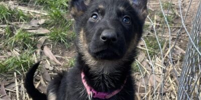 Female Puppies