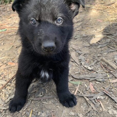 Blue Boy